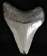 Juvenile Megalodon Tooth - South Carolina #18502-1